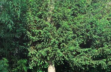 Villa arborée aux Portes de Paris proche Stade de France, Zenith, Le Bourget, CDG, Parc Asterix - Foto 24