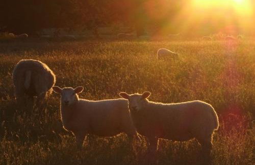 Blacksmith's Cottage Suffolk - Foto 23