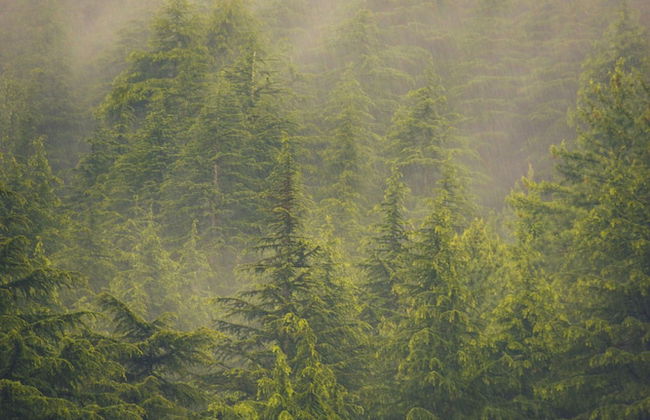 Cove The Glass House - Foto 60