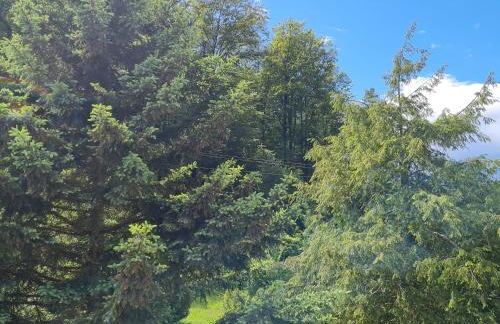 birds-nest Ferienwohnung Waldblick Kamin - Foto 9