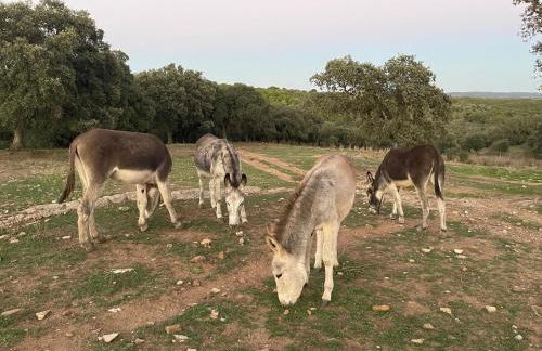 Cortijo Huerta Galindo - Foto 67
