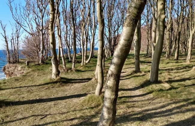 "sandpiper" on Rugen - Foto 15