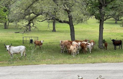 Magnificent 90-acre Texas Ranch Estate On San Marcos River - 5 Bedrooms - Newly Renovated & Professionally Furnished 9t Ranch By Boutiq - Foto 47
