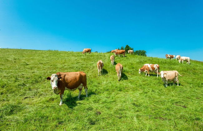 Flat in Wildsteig With Furnished Garden - Foto 39