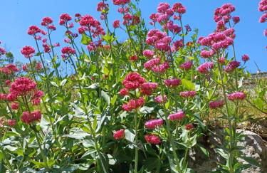 LA GARDE ADHEMAR, L'escalier Médiéval - Foto 68
