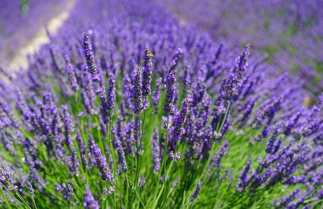 Luberon Lavender Fields - Foto 1