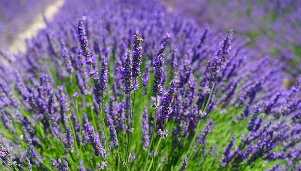 Campi di lavanda in Provenza