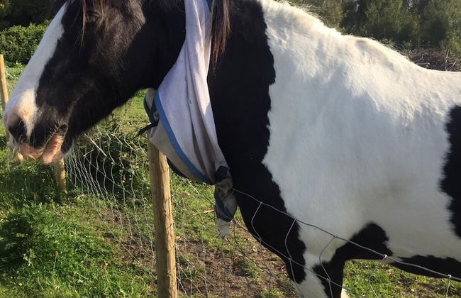 Beautiful 2-bed Chalet in Llanfairpwllgwyngyll - Photo 15