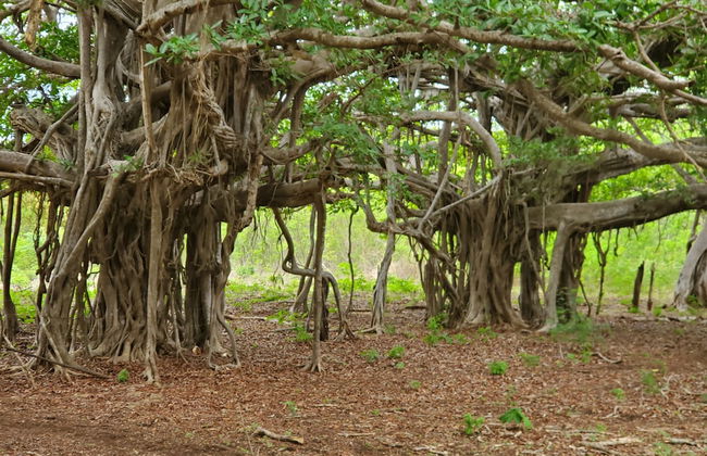 One Life Villas - Foto 7