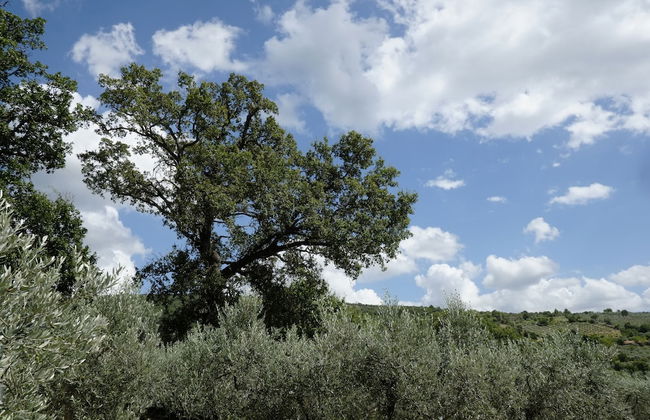 La Quercetta - Foto 30