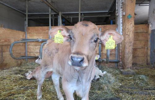 Panoramahof Ferienwohnung - Foto 21