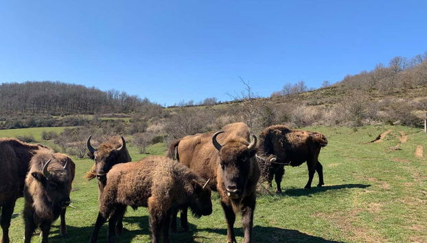 Contemplez les bisons