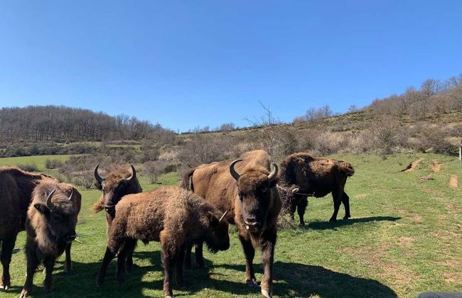 Visite du centre de découverte du bison d'Europe - Photo 2