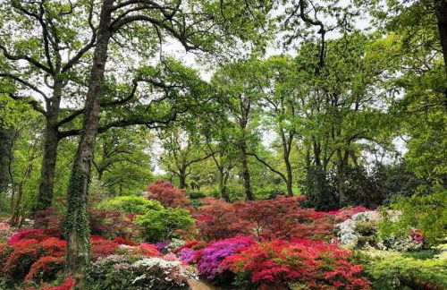 The Enchanting Silver Birch Retreat, New Forest - Foto 38