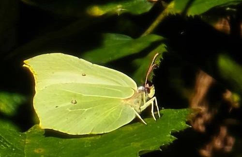 Exklusive Ferienwohnung Bad Salzschlirf - direkt am Waldrand - großer Garten kompett umzäunt - Hunde willkommen - 2 private Stellplätze - Foto 64