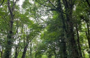 Bells Cottage - Explore Cornwall by rail - Foto 43