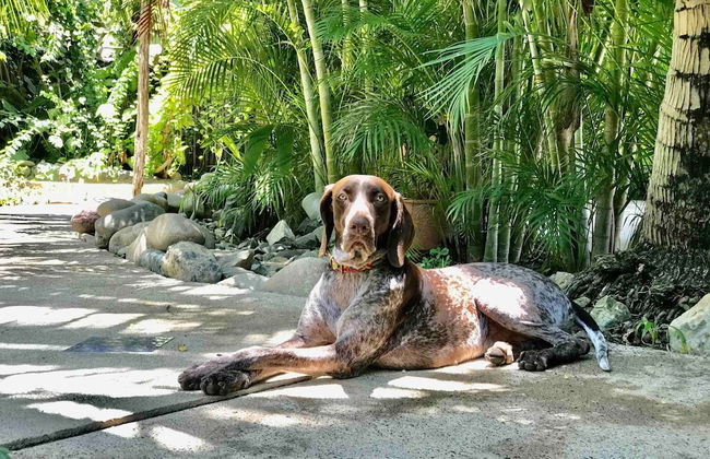 Villa Tortolas 5 Min Walk To La Ropa Beach - Foto 46