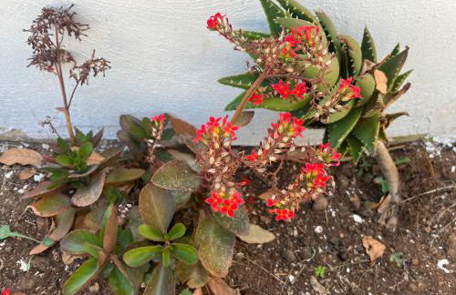 Villino Monte Sant'Angelo - Foto 6