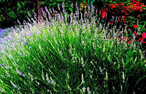 Agriturismo Ada Musso ss - Foto 46