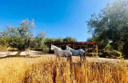 La Cuadra de Finca Don Carmelo - Foto 58