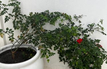 La terraza de la subbética - Foto 11