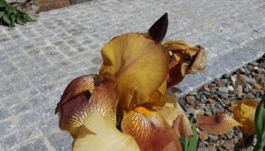 T3 com Piscina e Jardim - Casula no Caramulo - Photo 4, Garden