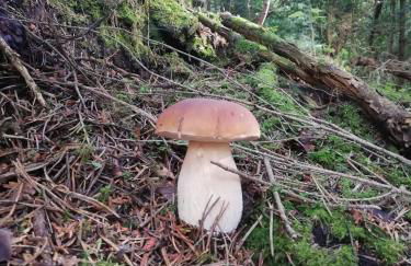 Edelweiss - Photo 19