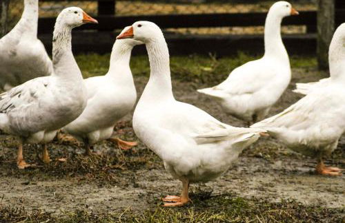 Agriturismo Arte Contadina - Foto 36