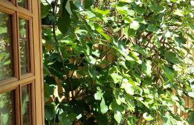 The Snicketts - Photo 7