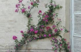 Windrose Casabianca - Foto 11