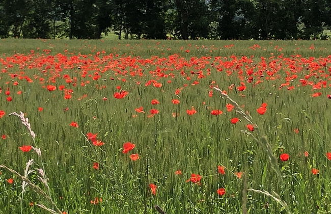 Apartment Near Cortona With Pool and Roman Charm - Foto 22