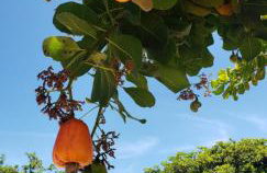 Sítio SPA Céu De Verdade , Praia de Barra Nova , Ceará - Foto 21