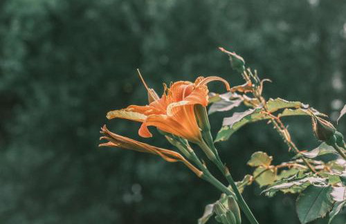 Tajna Bazia - Foto 18