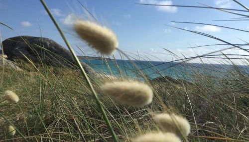 CAROLA l, "apartamento de lujo a 100m playa Catia" - Foto 1