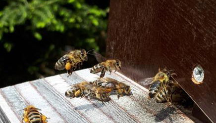 Ferienhaus Brigitte - Breitnau - Foto 5