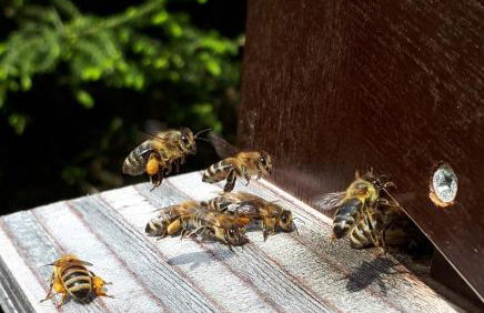 Ferienhaus Brigitte - Breitnau - Foto 5