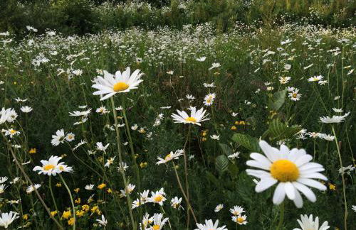 Snowdonia Snug - Studio Style Accommodation - Foto 21