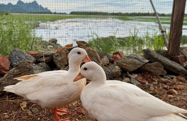 Pause Pranburi - Foto 25