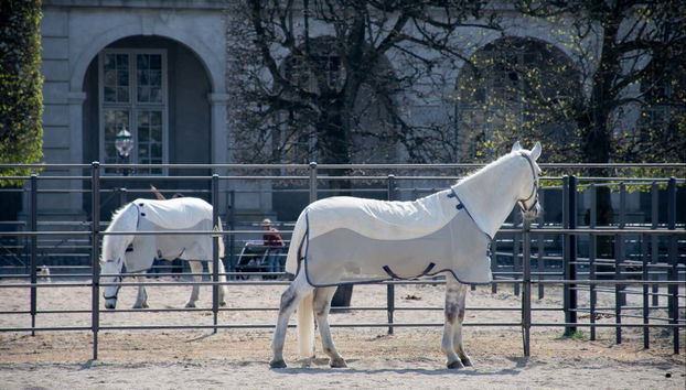 Visita guiada por el Palacio de Christiansborg - Foto 3