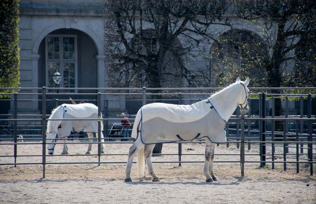 Visita guiada por el Palacio de Christiansborg - Foto 3