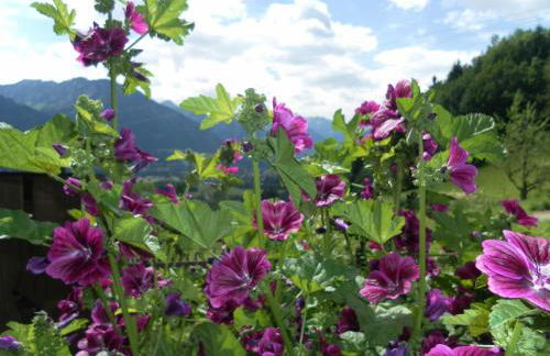 Ferienwohnungen Brunner - Foto 27