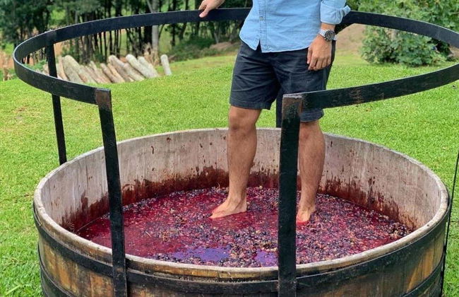 Ingresso da vinícola Jolimont - Foto 8