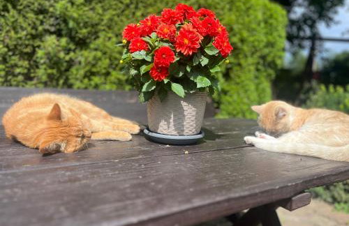 Agroturystyka u Strażaka - Foto 3