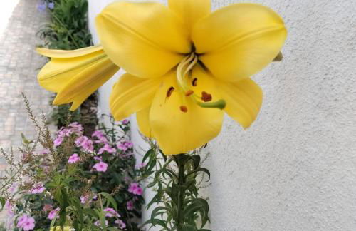 Comporta beach house - Foto 20