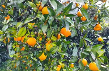 Casa do Alto (top floor apartment) - Foto 67