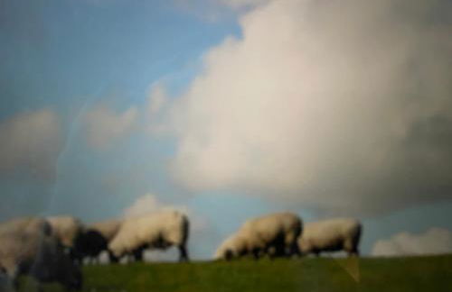 Seestern am Naturstrand - Foto 21