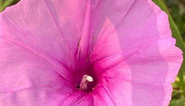 Sea Palm Escape Condo in Fort Walton Beaches - Foto 4