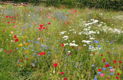 Little Acorn - Luxury shepherd's hut / lodge with private hot tub and garden - Foto 24