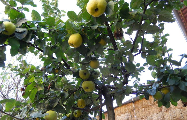 Agriturismo Monti Sibillini Camperato - Photo 30