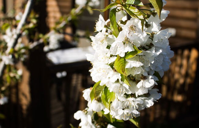 Dalia Barama - Foto 15